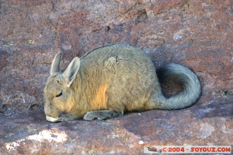Zona de lagunas - Viscacha
Mots-clés: animals viscachas