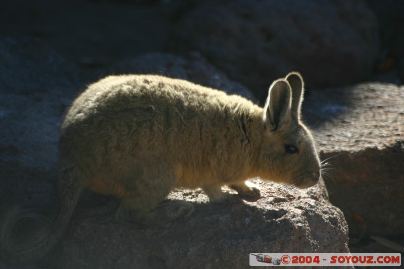 Zona de lagunas - Viscacha
Mots-clés: animals viscachas