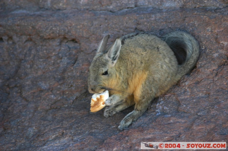 Zona de lagunas - Viscacha
Mots-clés: animals viscachas