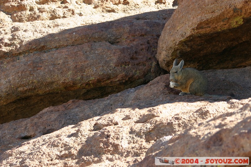 Zona de lagunas - Viscacha
Mots-clés: animals viscachas