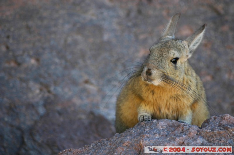 Zona de lagunas - Viscacha
Mots-clés: animals viscachas