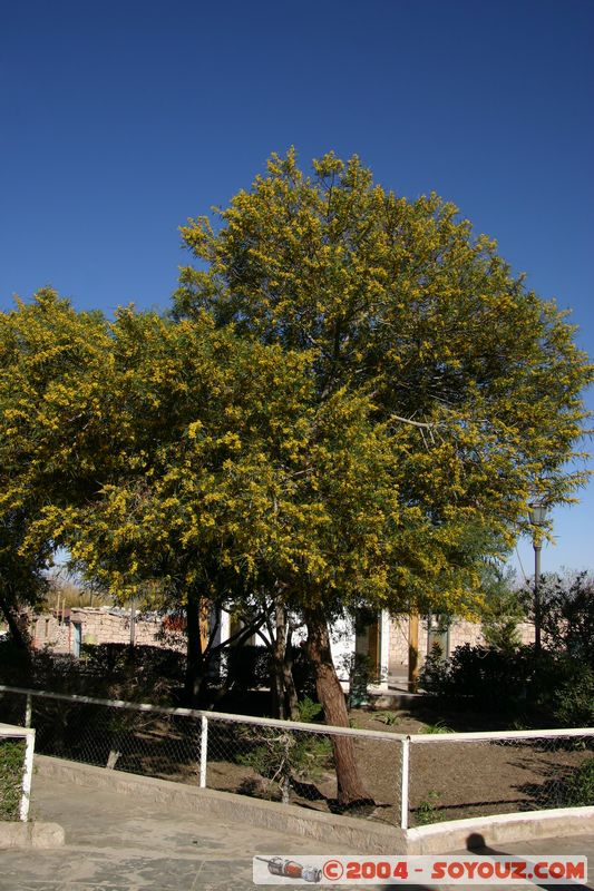 Salar de Atacama - Toconao
Mots-clés: chile plante