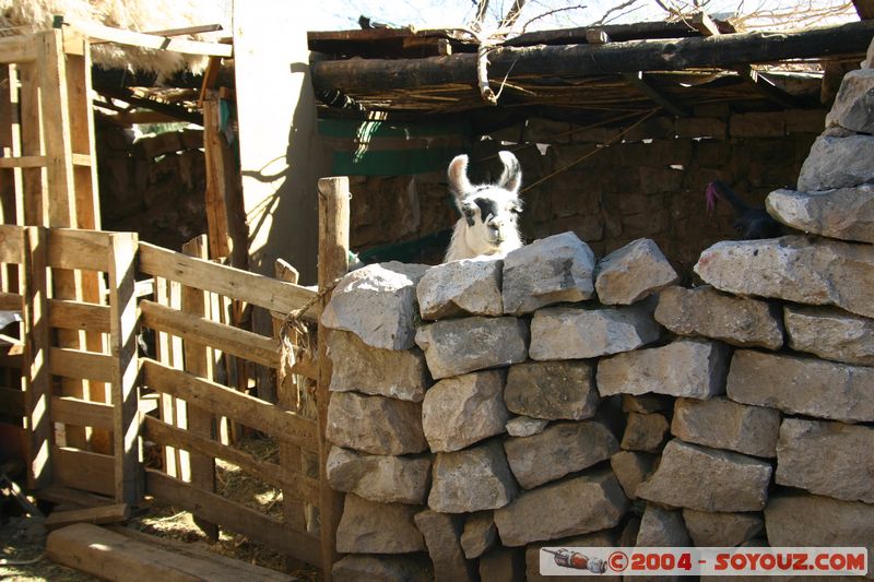 Salar de Atacama - Toconao - Lama
Mots-clés: chile animals Lama