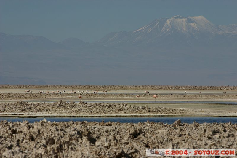 Salar de Atacama - Laguna Chaxa
Mots-clés: chile