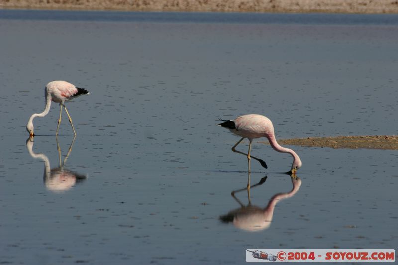 Salar de Atacama - Laguna Chaxa - Flamenco de James
Mots-clés: chile animals oiseau flamand rose