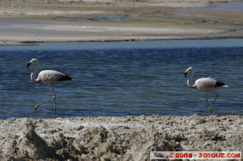 Salar de Atacama - Laguna Chaxa - Flamenco de James
Mots-clés: chile animals oiseau flamand rose