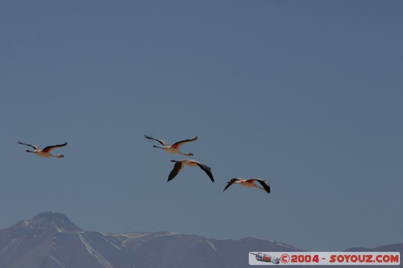 Salar de Atacama - Laguna Chaxa - Flamenco de James
Mots-clés: chile animals oiseau flamand rose