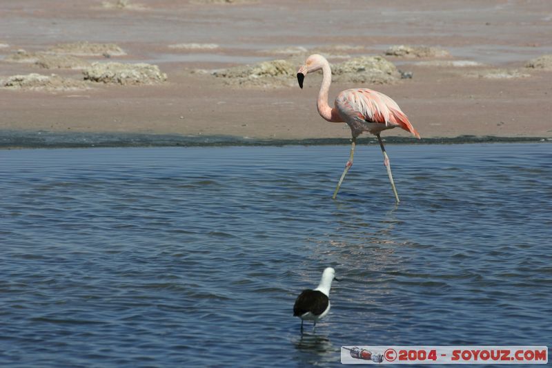 Salar de Atacama - Laguna Chaxa - Flamenco Chileno
Mots-clés: chile animals oiseau flamand rose