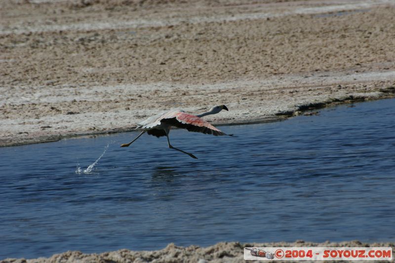 Salar de Atacama - Laguna Chaxa - Flamenco Chileno
Mots-clés: chile animals oiseau flamand rose