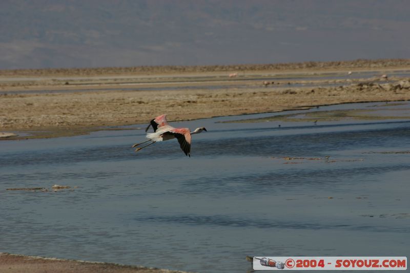 Salar de Atacama - Laguna Chaxa - Flamenco Chileno
Mots-clés: chile animals oiseau flamand rose