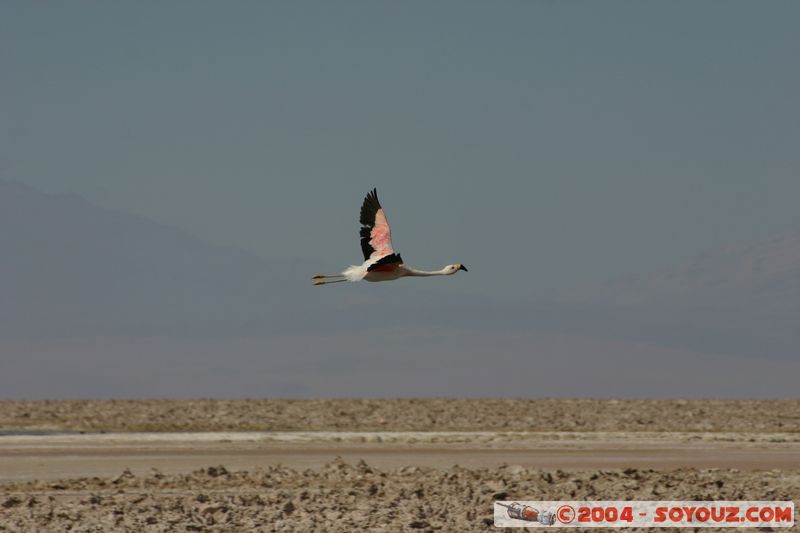 Salar de Atacama - Laguna Chaxa - Flamenco Chileno
Mots-clés: chile animals oiseau flamand rose