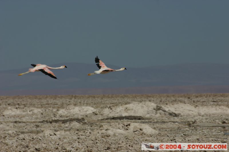 Salar de Atacama - Laguna Chaxa - Flamenco Chileno
Mots-clés: chile animals oiseau flamand rose