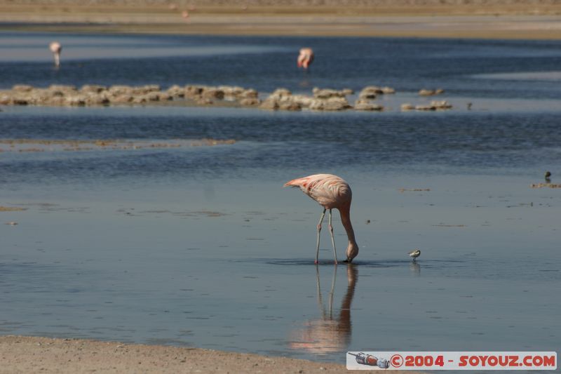 Salar de Atacama - Laguna Chaxa - Flamenco Chileno
Mots-clés: chile animals oiseau flamand rose