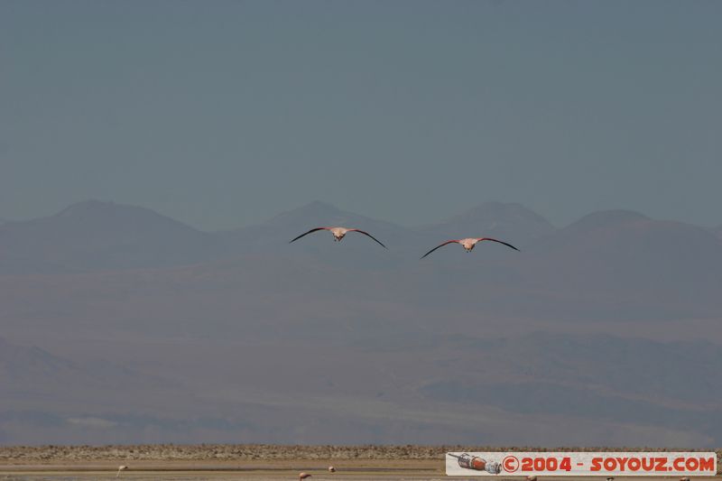 Salar de Atacama - Laguna Chaxa - Flamenco Chileno
Mots-clés: chile animals oiseau flamand rose