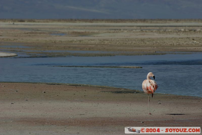 Salar de Atacama - Laguna Chaxa - Flamenco Chileno
Mots-clés: chile animals oiseau flamand rose