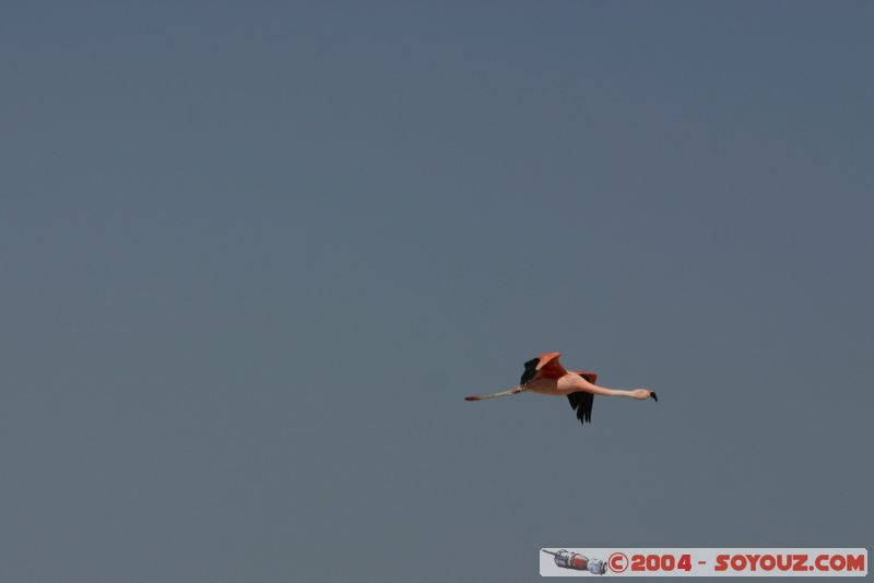 Salar de Atacama - Laguna Chaxa - Flamenco Chileno
Mots-clés: chile animals oiseau flamand rose