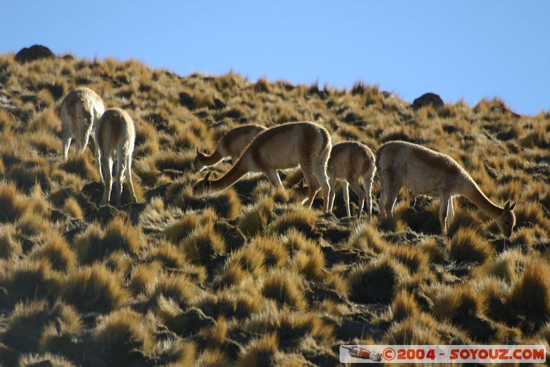 Los Geiseres del Tatio - Vicunas
Mots-clés: chile animals Vicuna