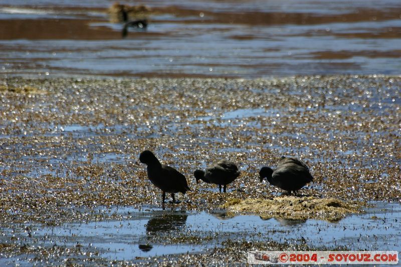 El Tatio - Machuca
Mots-clés: chile animals oiseau