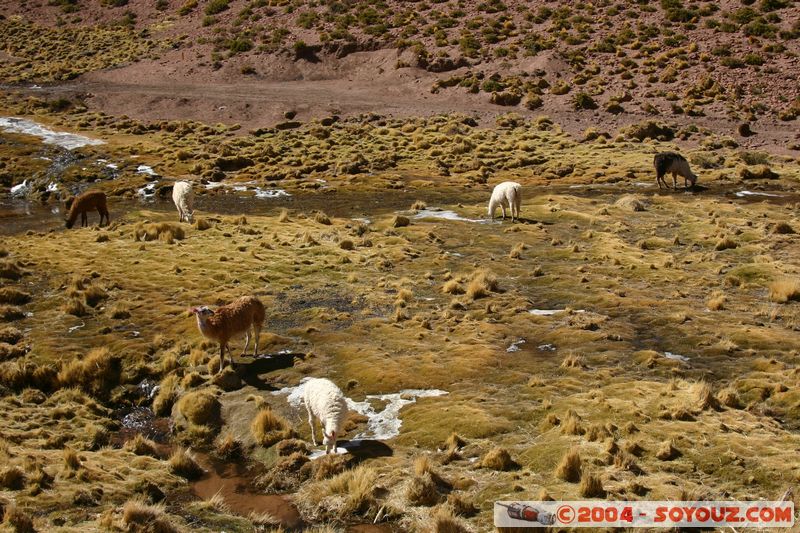 El Tatio - Machuca - Lamas
Mots-clés: chile animals Lama