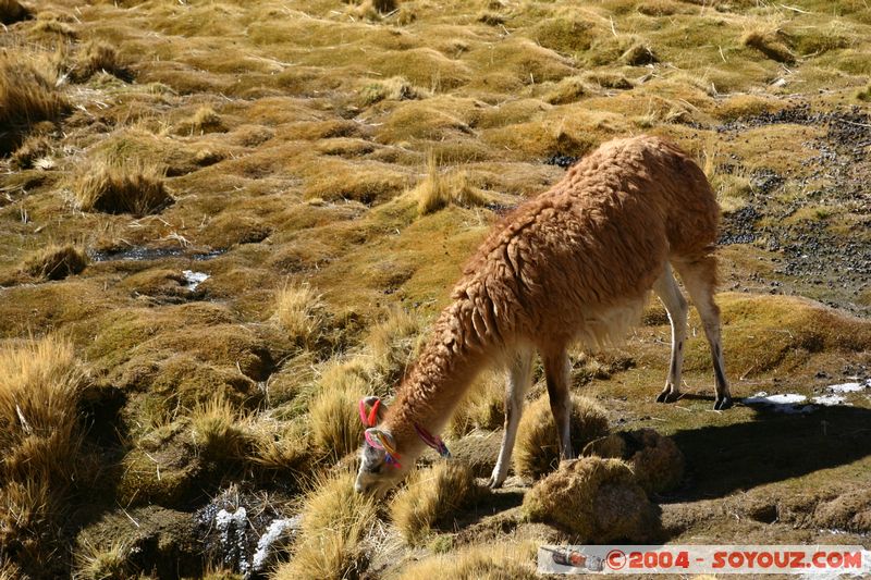 El Tatio - Machuca - Lama
Mots-clés: chile animals Lama