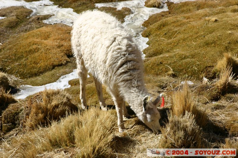 El Tatio - Machuca - Lama
Mots-clés: chile animals Lama