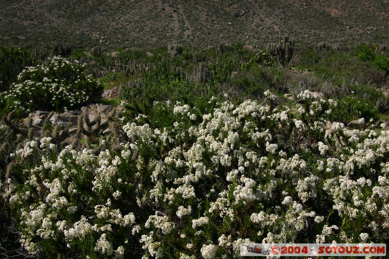 Caleta Los Hornos
Mots-clés: chile fleur