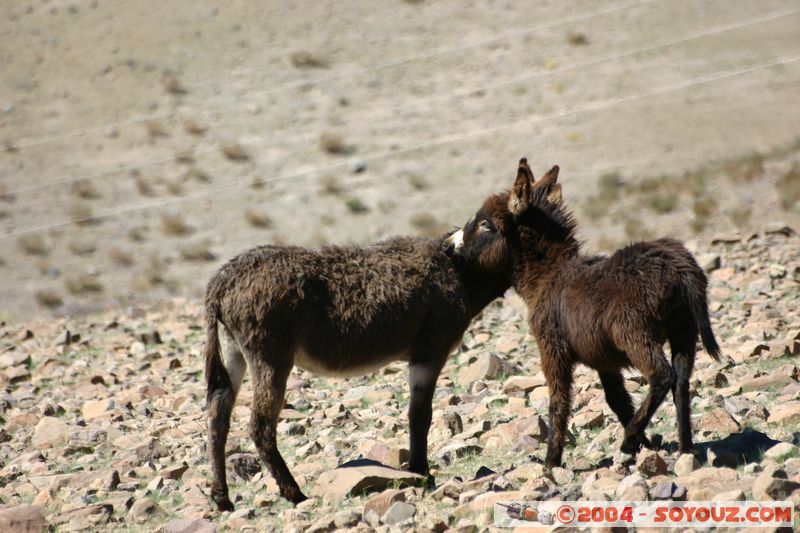 La Silla - Ane
Mots-clés: chile animals ane