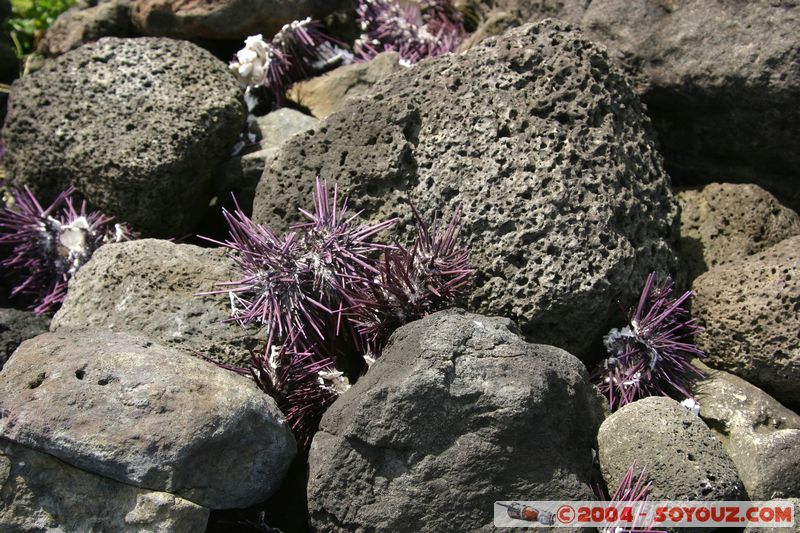 Ile de Paques
Mots-clés: chile Ile de Paques Easter Island patrimoine unesco