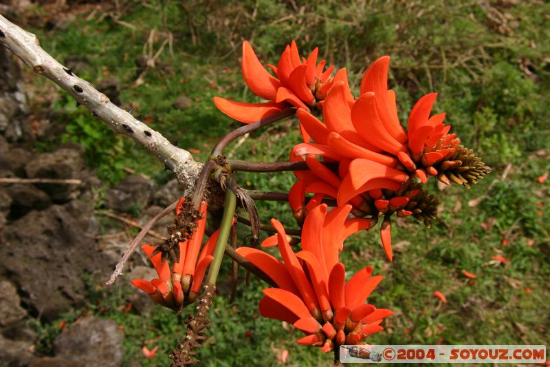 Ile de Paques - Rano Raraku
Mots-clés: chile Ile de Paques Easter Island patrimoine unesco fleur