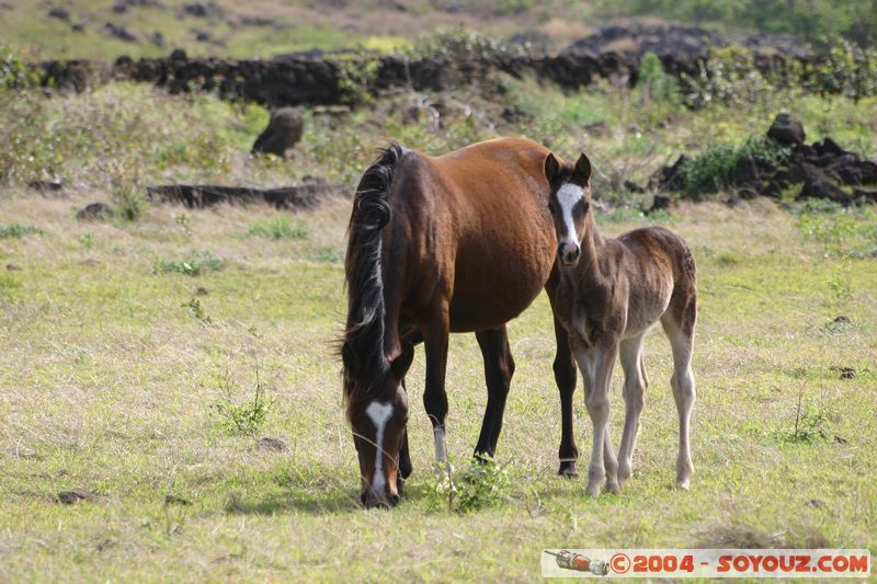 Ile de Paques - Ahu Tongariki - Chevaux
Mots-clés: chile Ile de Paques Easter Island animals cheval