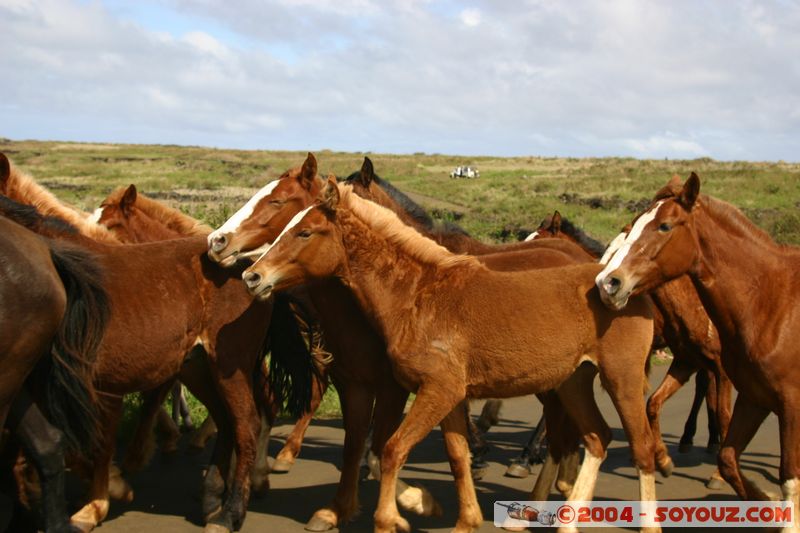 Ile de Paques - Ahu Tongariki - Chevaux
Mots-clés: chile Ile de Paques Easter Island animals cheval