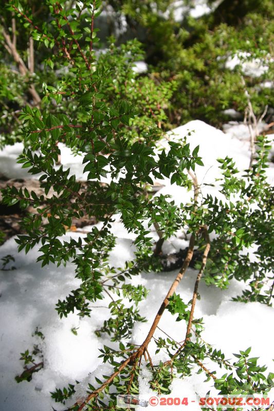 Parque Nacional Huerquehue
Mots-clés: chile Neige Arbres