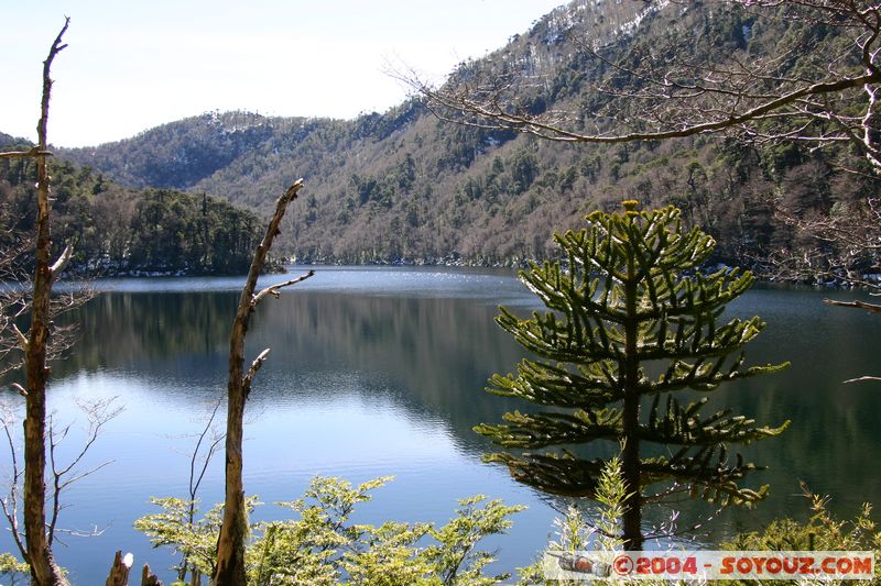 Parque Nacional Huerquehue - Lago Verde y arbole Araucaria
Mots-clés: chile Arbres Araucaria