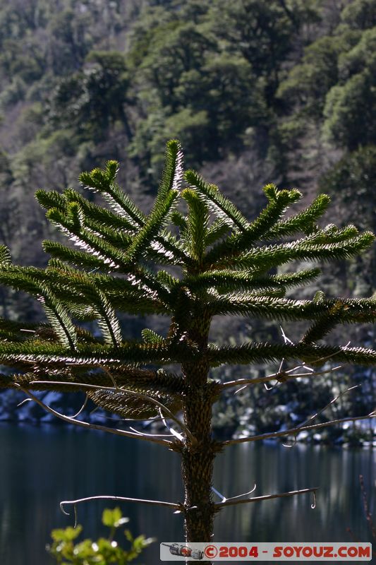 Parque Nacional Huerquehue - Lago Verde - Araucaria
Mots-clés: chile Arbres Araucaria