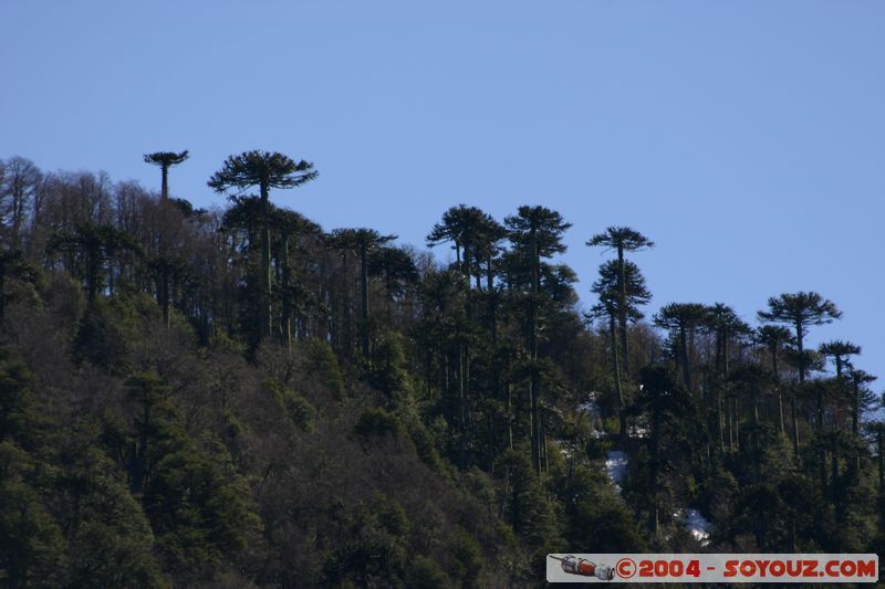 Parque Nacional Huerquehue - Araucarias
Mots-clés: chile Arbres Araucaria