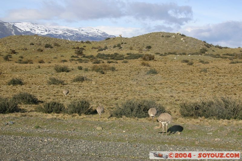 Parque Nacional Torres del Paine - Nandu
Mots-clés: chile animals oiseau Nandu