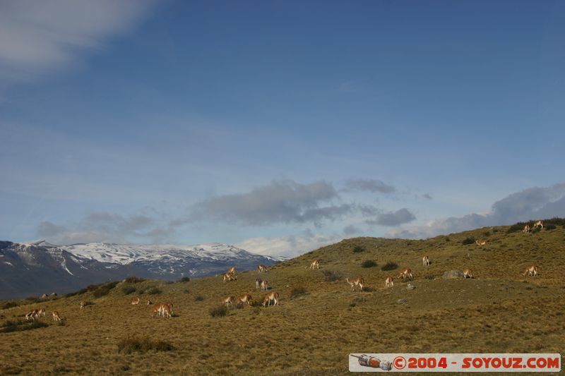 Parque Nacional Torres del Paine - Vicunas
Mots-clés: chile animals Vicuna