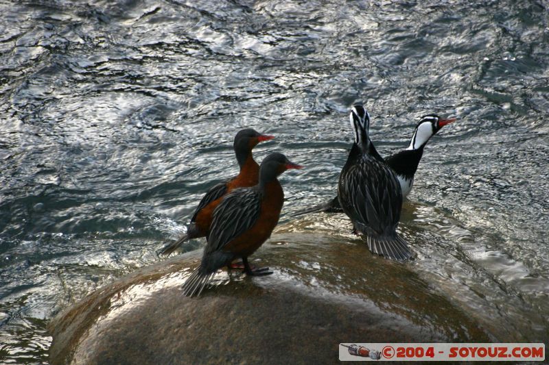 Parque Nacional Torres del Paine - Pato cortacorrientes
Mots-clés: chile animals oiseau canard Pato cortacorrientes