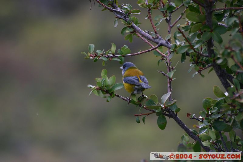 Parque Nacional Torres del Paine - Cometocino Patagonico
Mots-clés: chile animals oiseau Cometocino Patagonico