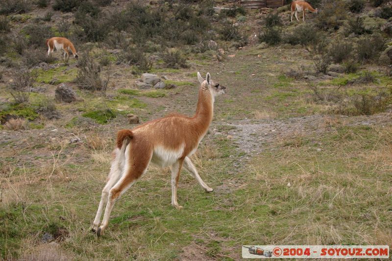 Parque Nacional Torres del Paine - Vicunas
Mots-clés: chile animals Vicuna