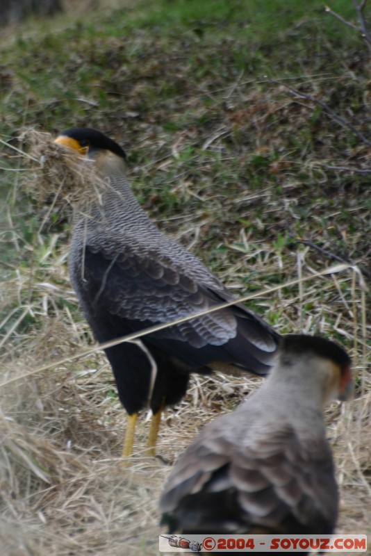 Carancho (Polyborus plancus)
