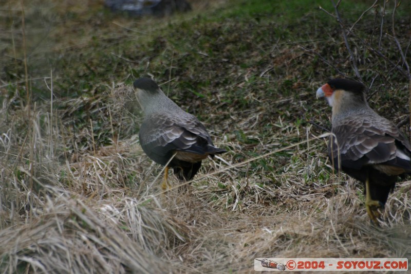 Carancho (Polyborus plancus)
