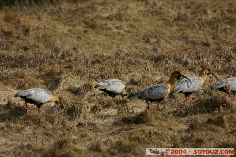 Bandurria Baya (Theristicus caudatus)
