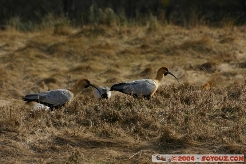 Bandurria Baya (Theristicus caudatus)
