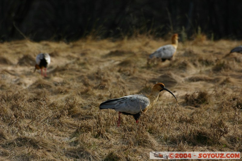 Bandurria Baya (Theristicus caudatus)
