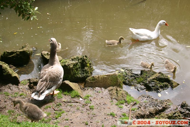 Auckland Domain - Goose
Mots-clés: New Zealand North Island coast to coast animals oiseau oie