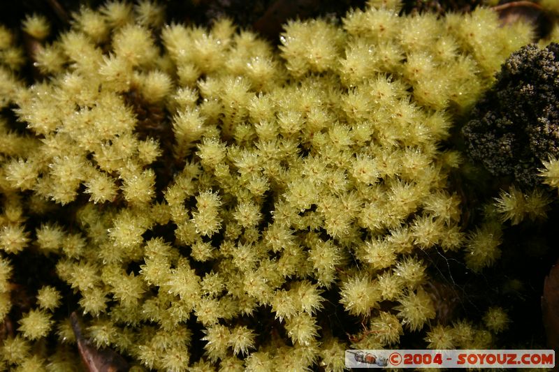 Auckland - Rongitoto Island
Mots-clés: New Zealand North Island plante