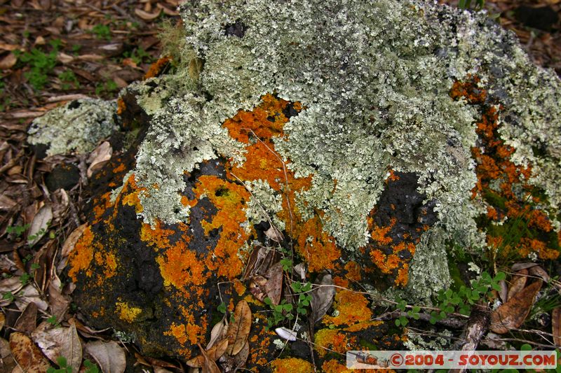 Auckland - Rongitoto Island
Mots-clés: New Zealand North Island plante