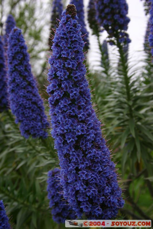 Devonport - Flower
Mots-clés: New Zealand North Island fleur