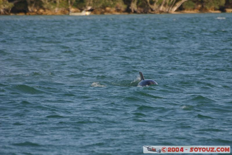 Bay of Islands - bottlenose dolphins
Mots-clés: New Zealand North Island animals Dauphin